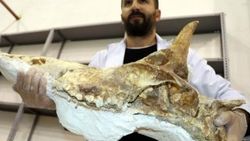 Kazıda bulunan 7,5 milyon yıllık zürafa kafatası temizleniyor