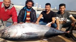 Dev orkinosu 8 saatte yakaladılar