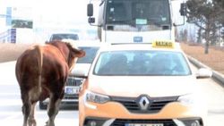 Erzurum'da kaçan boğa, trafiği altüst etti
