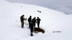Hakkari'de donmak üzere olan sahipsiz at kurtarıldı