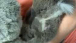 Öksüz koala, oyuncak ayıyı annesi zannetti