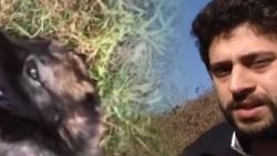 Demirleri kesip cins köpeği çaldılar