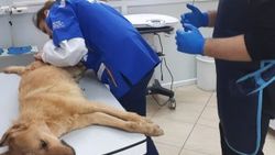 Kırklareli'nde vahşet: Köpeği av tüfeğiyle vurdu
