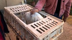 Sürücünün çarpıp kaçtığı köpeğe öğrenciler sahip çıktı
