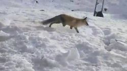 Erzurum'da kümes sahibi adam tilkiyle sohbet etti