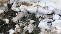 Bitlis’te bir adet EYP ele geçirildi