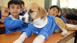 Köy okulunun maskotu olan Fındık, hastalandı