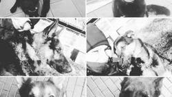Polonya'da 6 polis köpeği haşlanarak can verdi