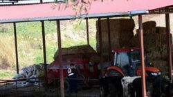 Saman balyaları altında kalan muhtar hayatını kaybetti
