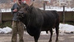650 kiloluk boğa otomobil fiyatına alıcı buldu