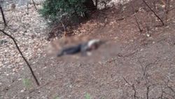 Kuma olmayı reddeden kadını öldüren adam tutuklandı