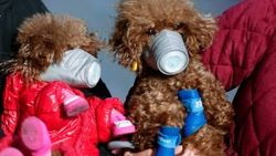 Hong Kong'da virüs şüphesiyle evcil bir köpek karantinada