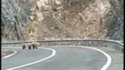 Boz ayı, yavrularıyla kara yoluna indi