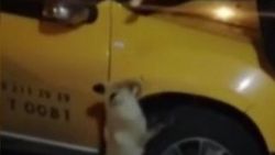 Ardahan'da şehre inen tilkiye elleriyle yiyecek verdi