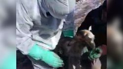 Göçük altından 14 gün sonra canlı çıkan oğlak