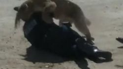 Amerika'da kadın polise dağ aslanı saldırdı
