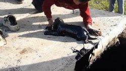 Petrole bulaşan köpek yavrularını çocuklar kurtardı