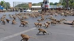 Tayland'da maymunlar sokakları istila etti