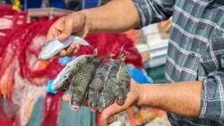 Balon balığı kuyruğu getirene 5 lira