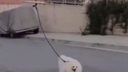 Karantinayı bozmamak için köpeğini drone ile gezdirdi