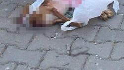 Edirne'de kafası kesilmiş köpek ölüsü bulundu