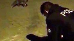 Aç kalarak şehre inen tilkiyi polis ekipleri besledi
