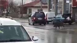 Kütahya'da fırını domuzlar bastı