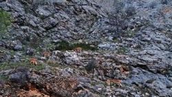 Erzincan'da dağ keçileri ilçeye indi