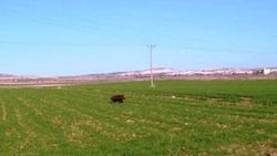 Şanlıurfa'da domuzlar gündüz vakti tarlaları bastı