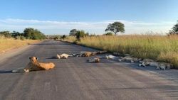 Kruger Ulusal Parkı’ndaki aslanlar yola indi