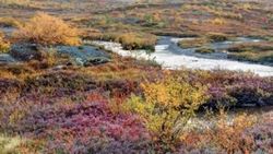 Tundra nedir