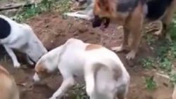 Ölen arkadaşlarını gömen köpekler duygulandırdı