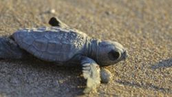 Korona tedbiri caretta carettaların yaşam şansını artırdı