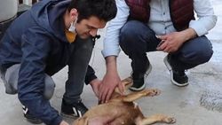 Fındık köpek, yeni doğmuş kedi yavrusunu anne oldu