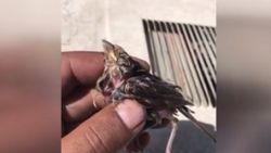 Suya düşen serçenin hayatını kurtardılar