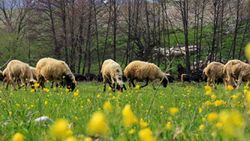 Ovacık, ilkbaharda görsel şölen sunuyor