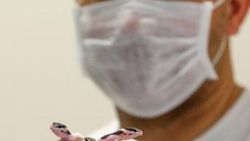 Sürüngen ve bukalemun yavrusu karantinada büyüyor