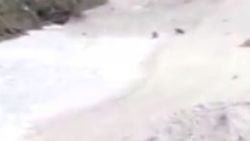 Ayder Yaylası'na inen 2 boz ayı kamerada