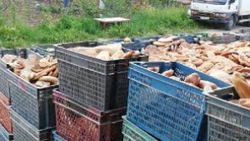 Küflü ekmek ve pidelerden galete unu yapan iş yerine baskın