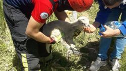 Kaza yapan otomobildeki kuzuya eliyle su içirdi
