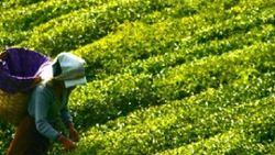 Trabzon'a gelen çay üreticileri 30 gün şehirden ayrılamayacak