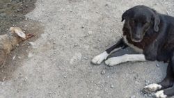 Artvin'de anne köpek, ölen yavrusunun başından ayrılmadı