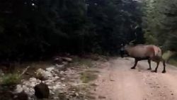 Geyik aniden yolllarına çıktı