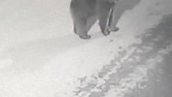 Artvin'de sokakta dolaşan boz ayı görüntülendi