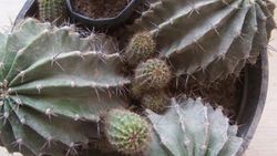 Echinopsis nedir
