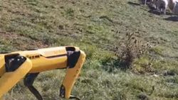 Robot köpek Spot, bu sefer de çobanlık yapmaya başladı