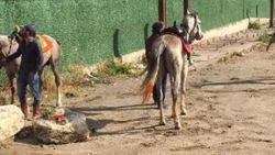Plajda atlarıyla gezen ciritçilere 16 bin TL ceza