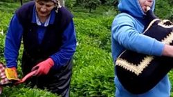 Rize'de tulum eşliğinde çay hasadı