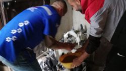 Hakkari'de belediye ekipleri güvercinleri besledi