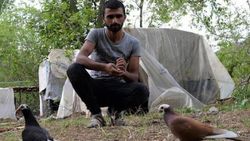 Mevsimlik tarım işçisi, güvercinleriyle seyahat ediyor